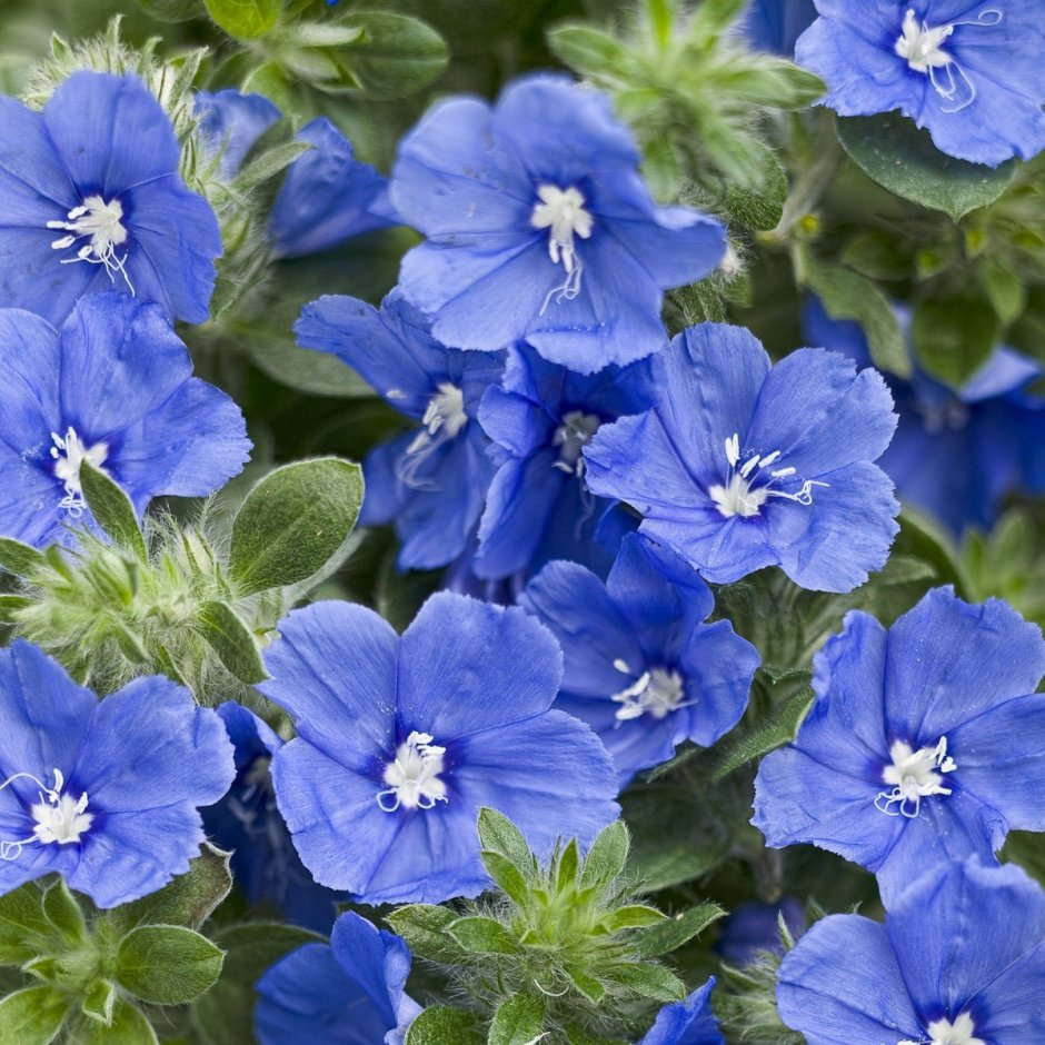 Синенькие цветочки однолетки