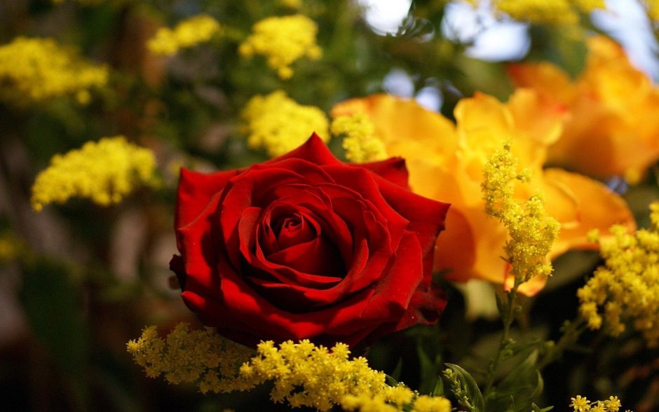 Желто-красные розы