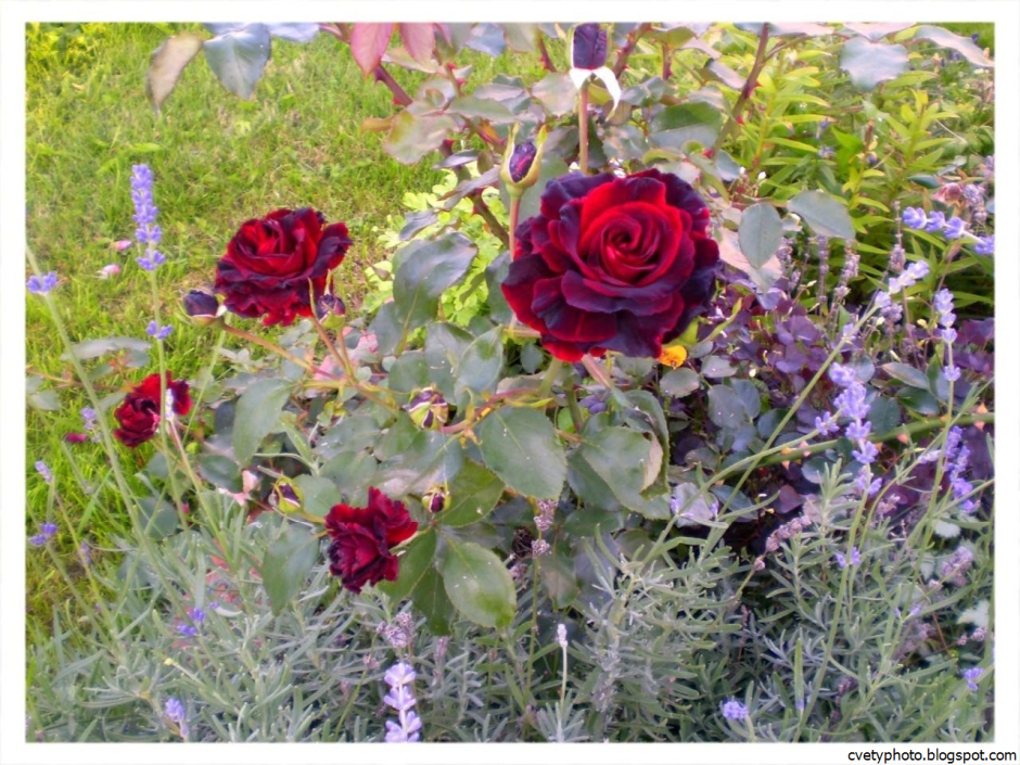 Красные розы в саду сочетание