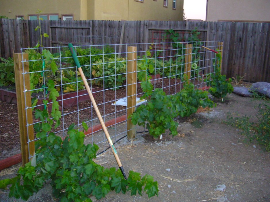 Изгородь для винограда
