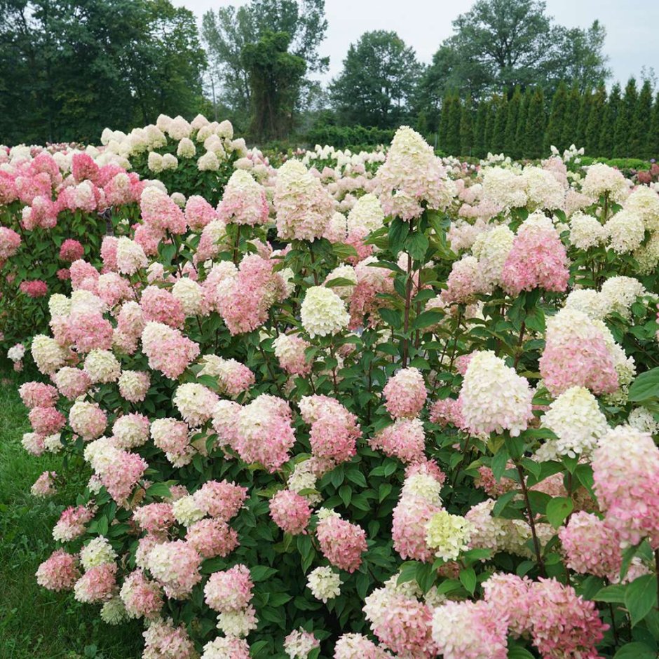 Hydrangea paniculata little Lime Punch