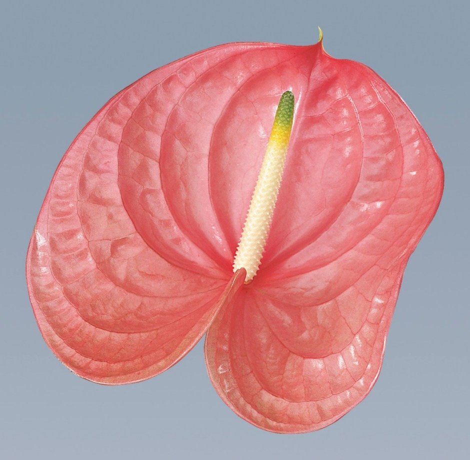 Антуриум цветок розовый