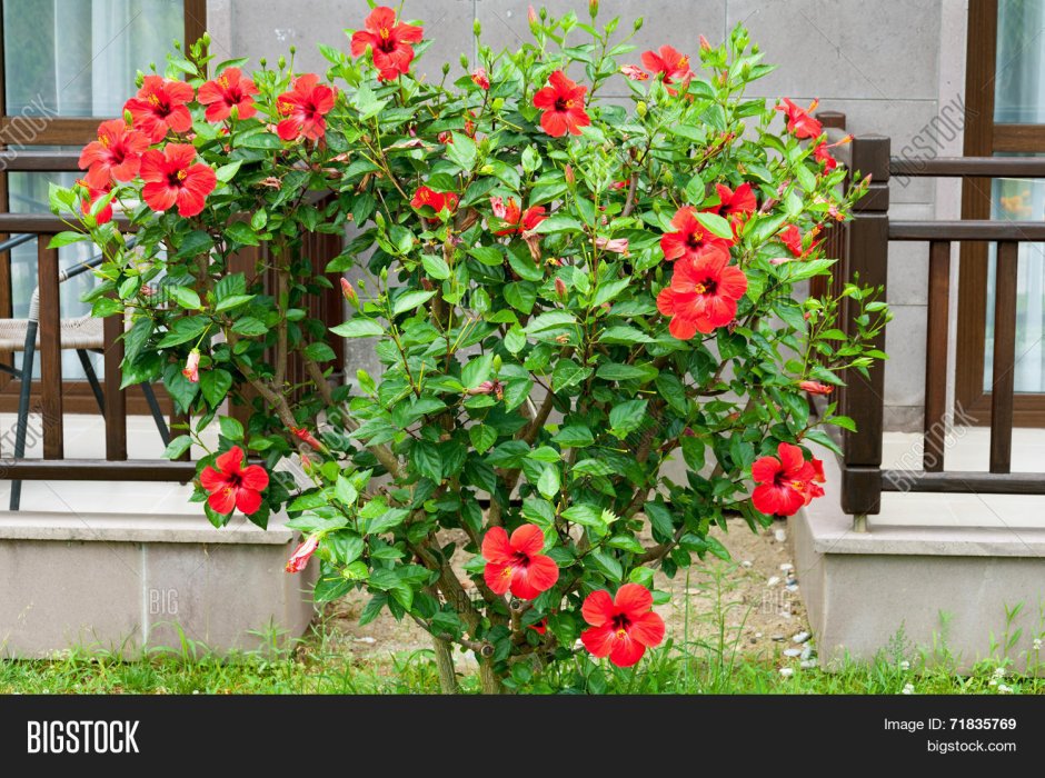 Гибискус садовый кустовой красный