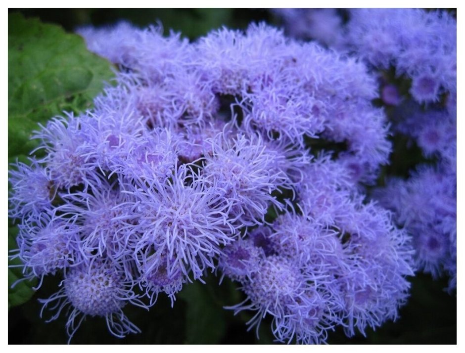 Голубая Лагуна цветы агератум