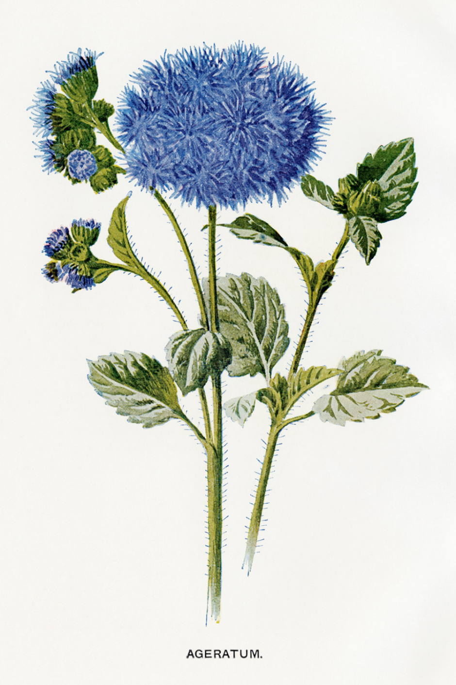 Агератум Хоустона Ботаническая иллюстрация