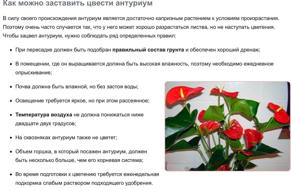 Цветок Антуриум мужское счастье приметы и суеверия