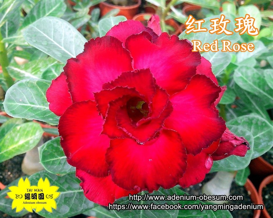 Адениум Таиланд Red Rose