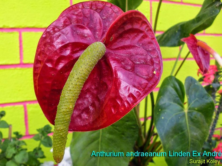 Антуриум Андре (Anthúrium andraéanum