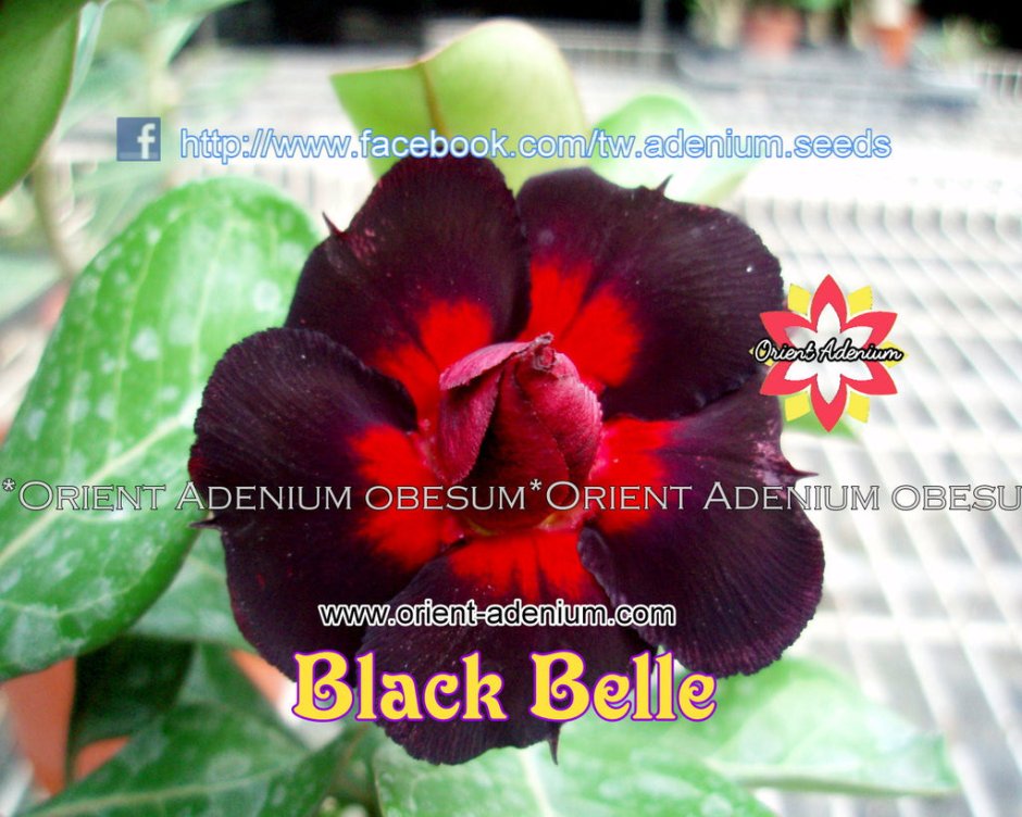 Adenium сорт Black Beauty