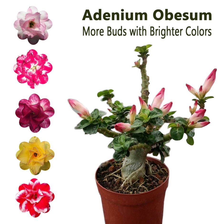Суккулент Adenium Obesum