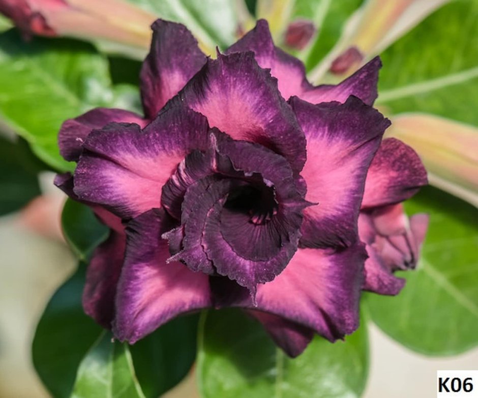 Адениум Purple Rose