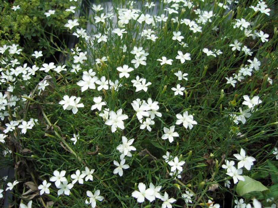 Садовые цветы белые звездочки