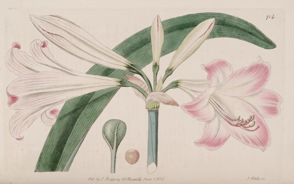 Амариллис Ботаническая иллюстрация