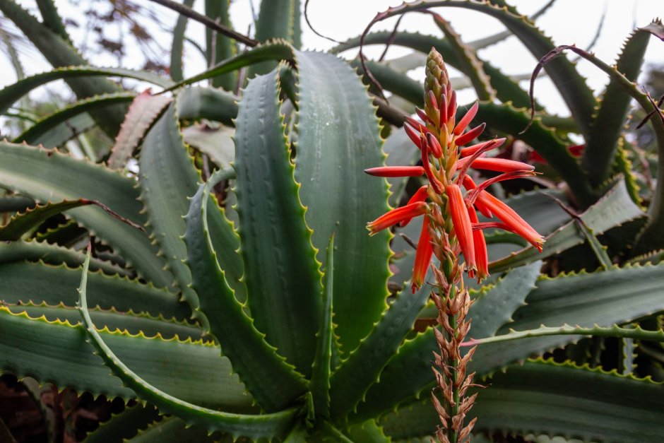 Алоэ Aloe arborescens