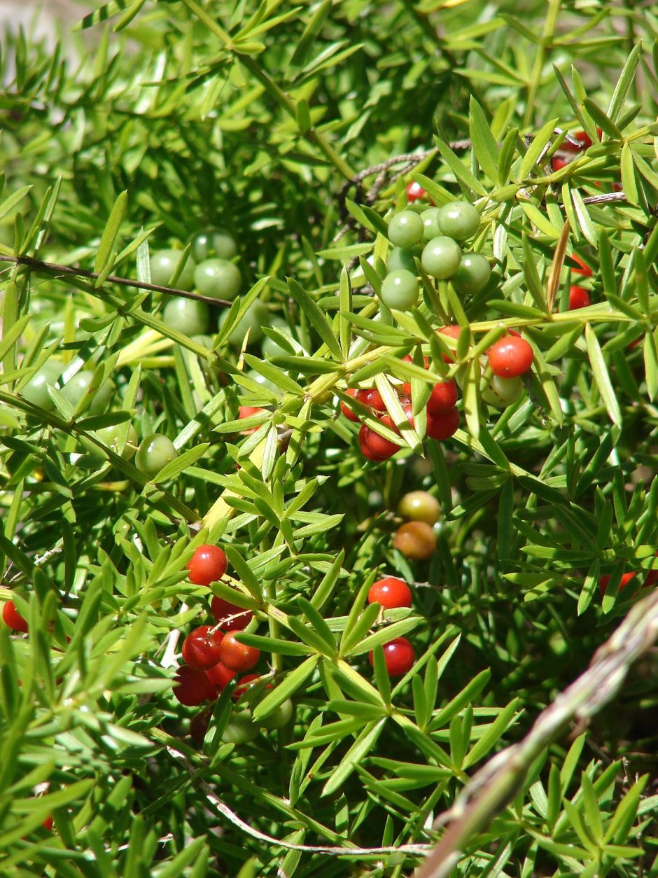 Аспарагус Эфиопский ягоды