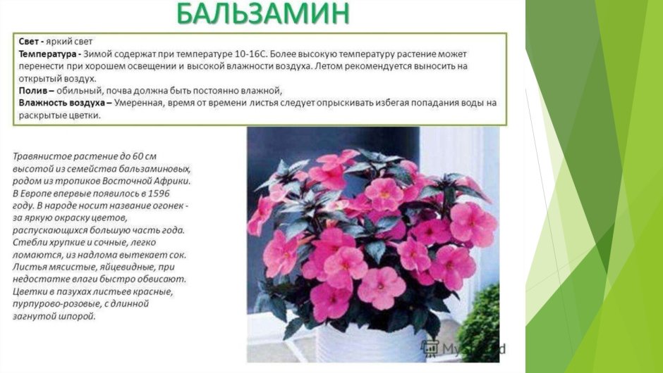 Паспорт комнатных растений бальзамин