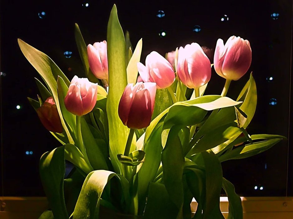 Спокойной ночи тюльпаны
