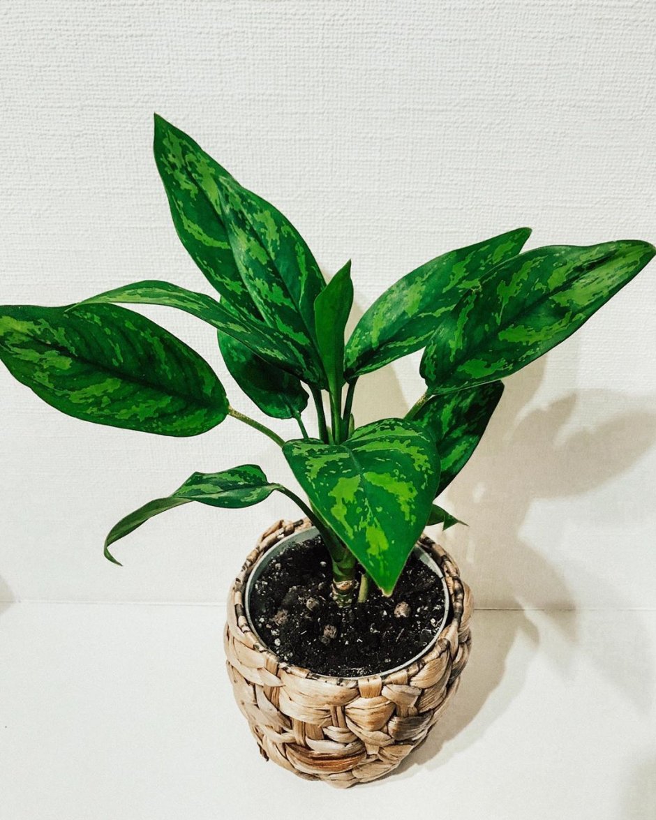 Aglaonema brevispathum