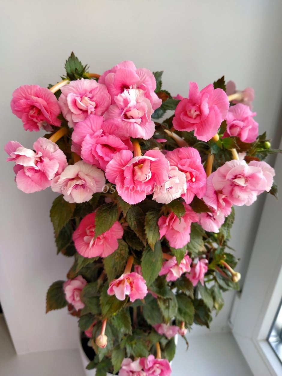 Ахименес Pink English Rose