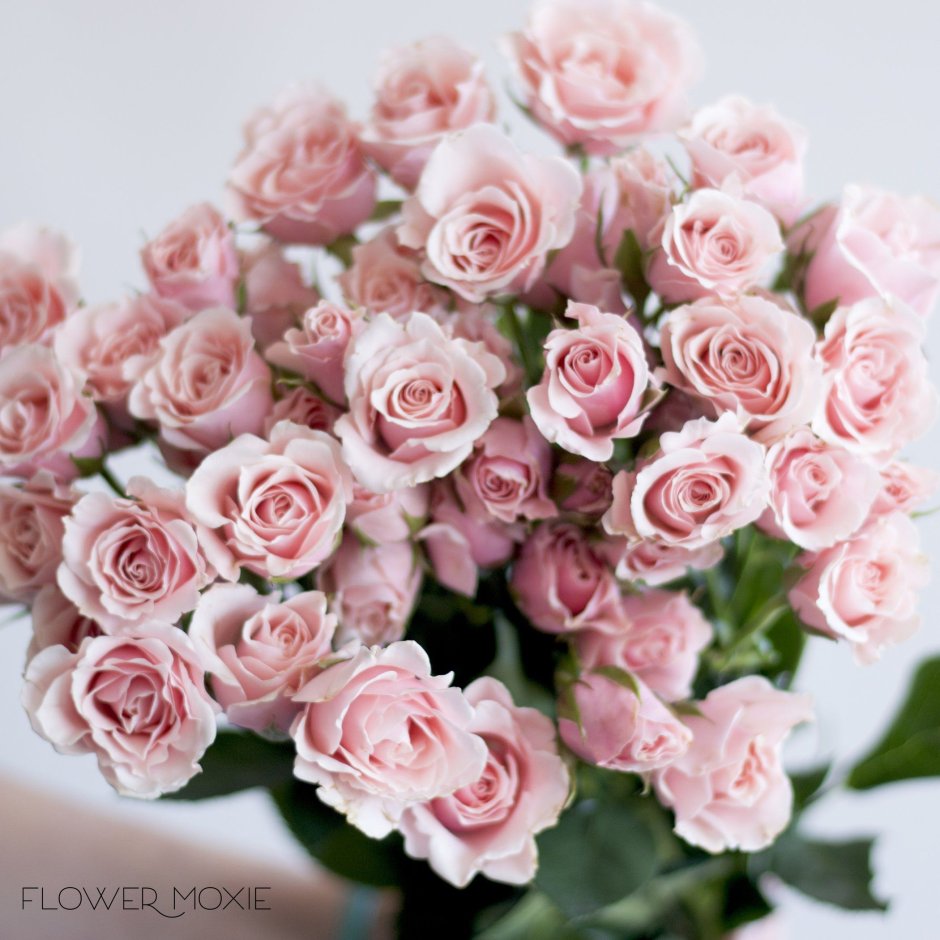 Роза кустовая нежно розовая