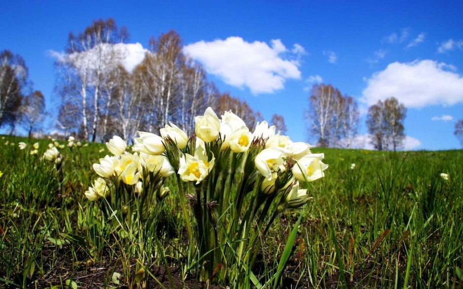 Весенние первоцветы Сибири