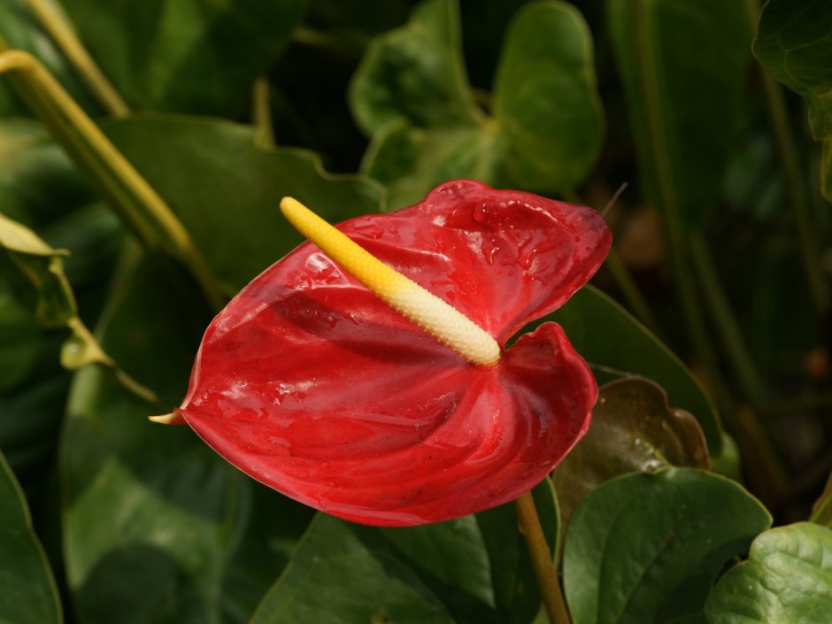 Цветок Антуриум красный
