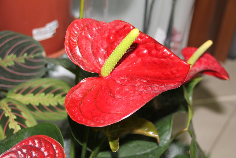 Домашний цветок Антуриум