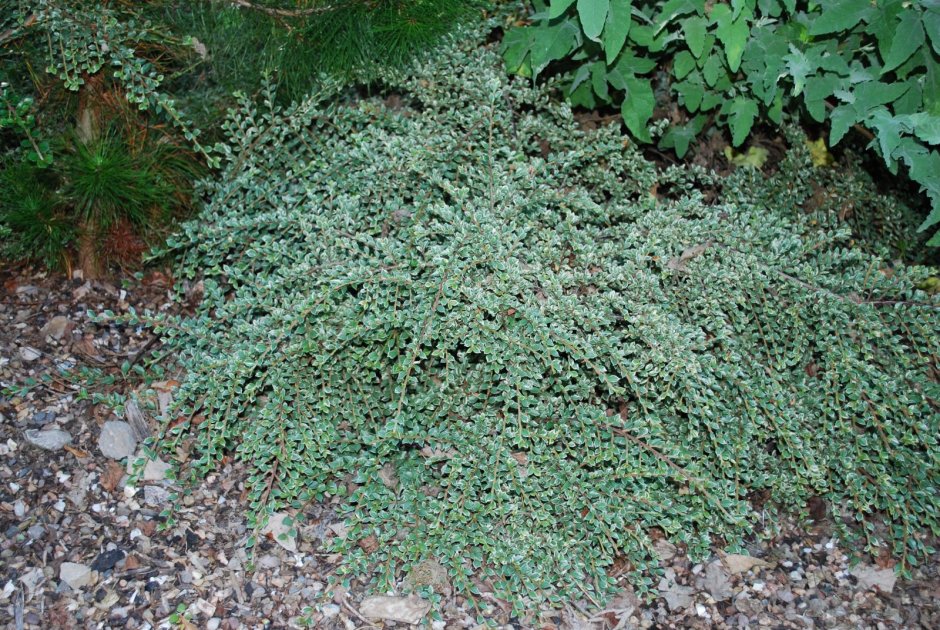 Кизильник variegatus
