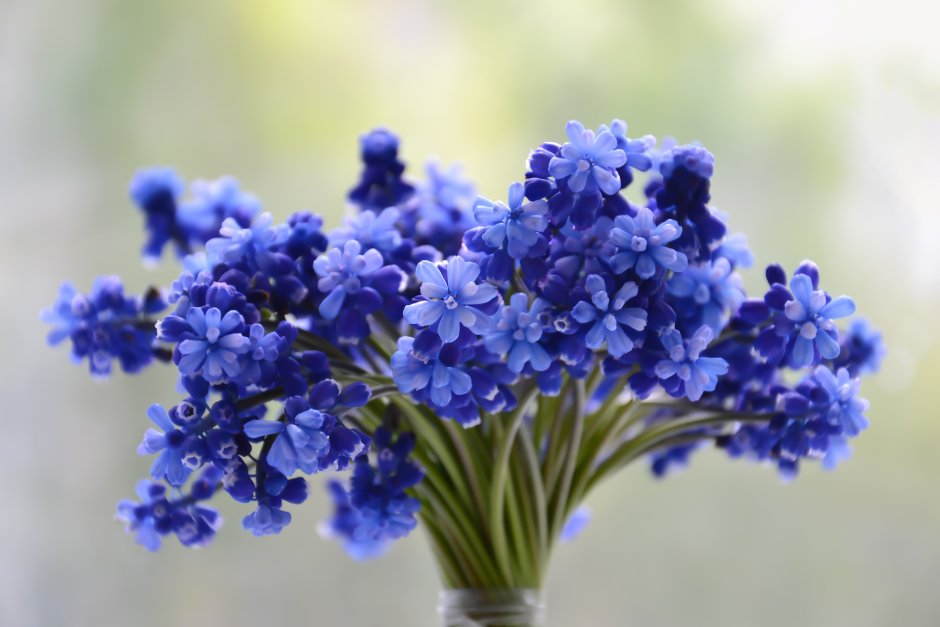 Голубые маленькие цветочки в букетах