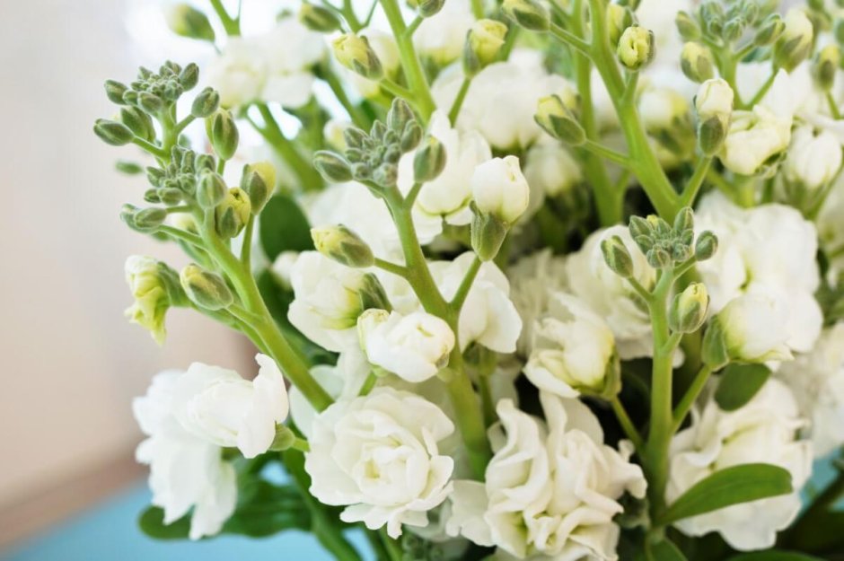 Белые душистые цветы