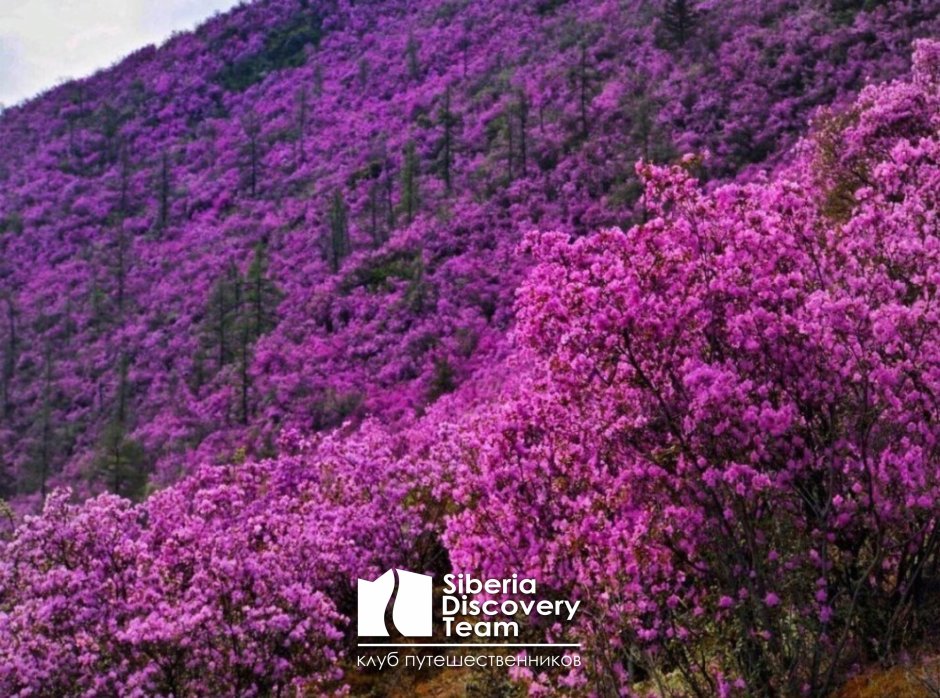 Цветение маральника горный Алтай