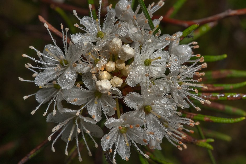 Багульник (Ledum palustre)
