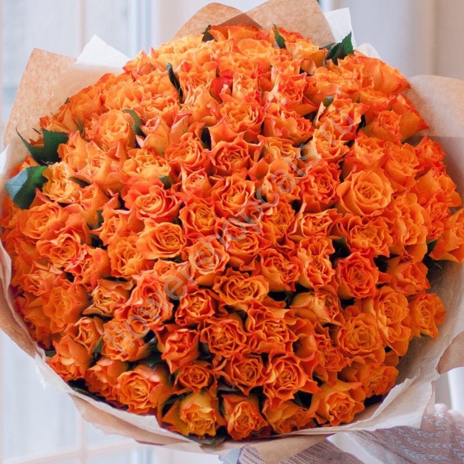 Кенийская роза оранжевая