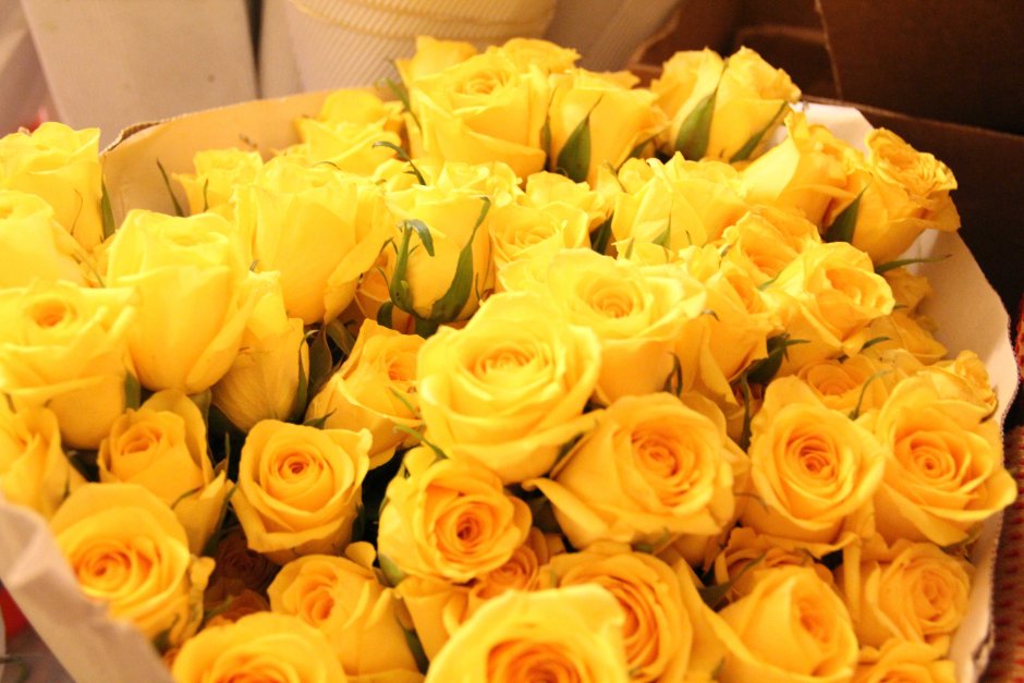 Самые красивые желтые цветы