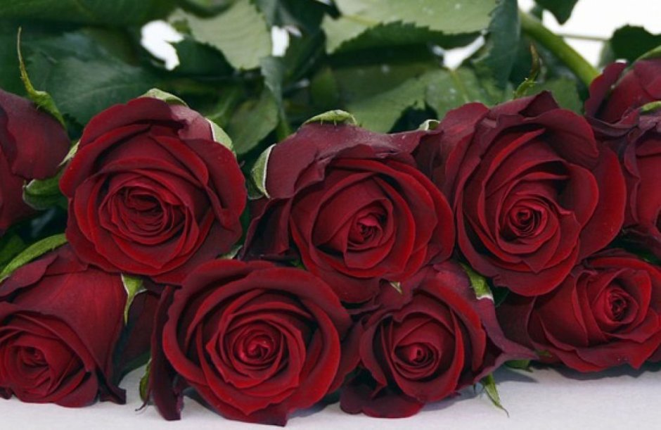 Темно красные розы