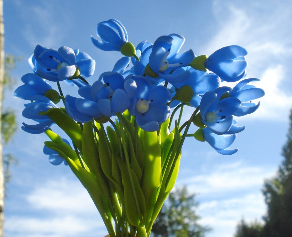 Голубые цветы подснежники