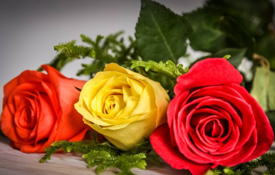 Красивые 3 розы