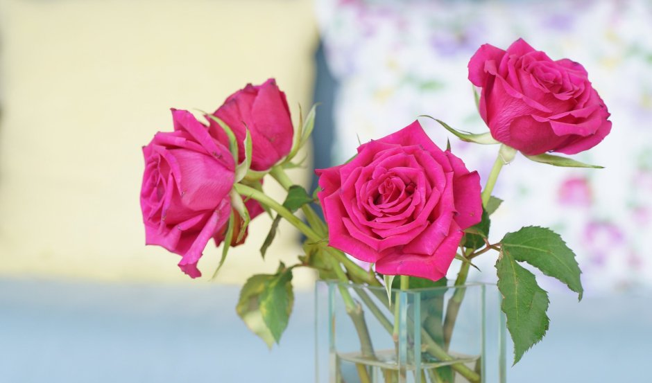 Обои на рабочий стол цветы розы