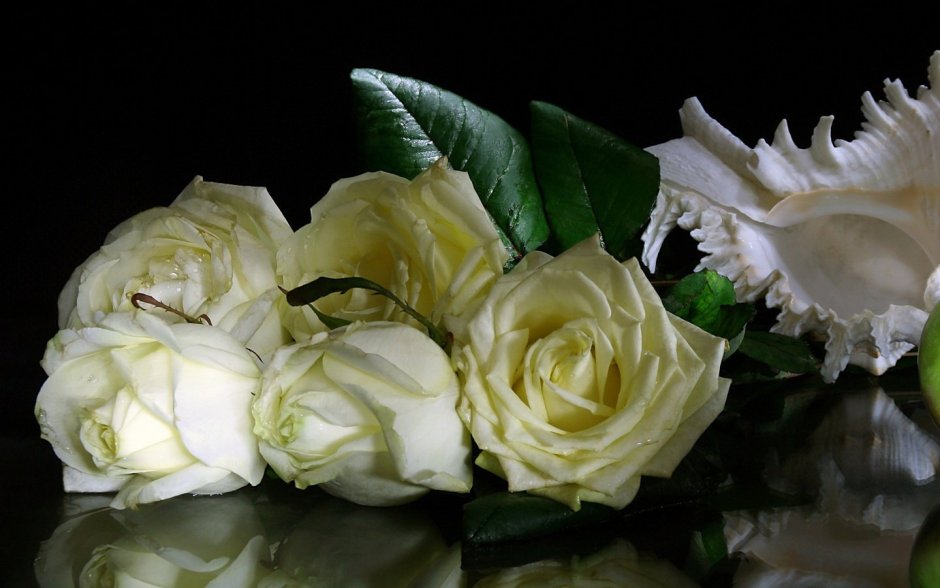 Белые розы лежат