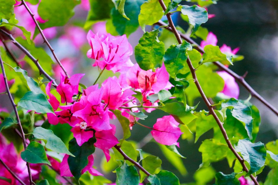 Бугенвиллия Pink Blossom