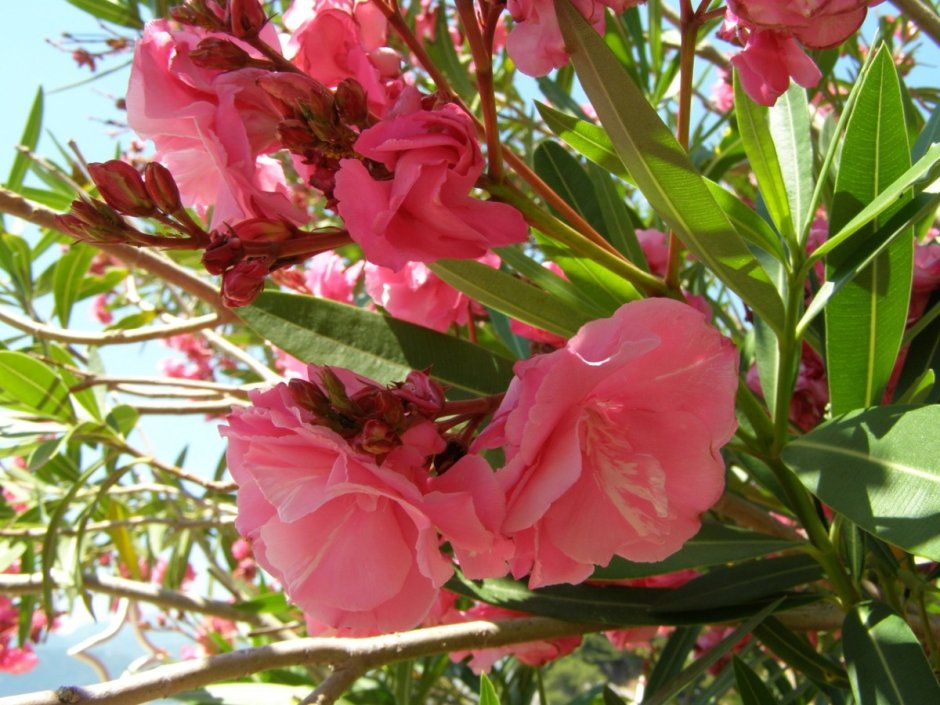 Южный кустарник цветет розовым