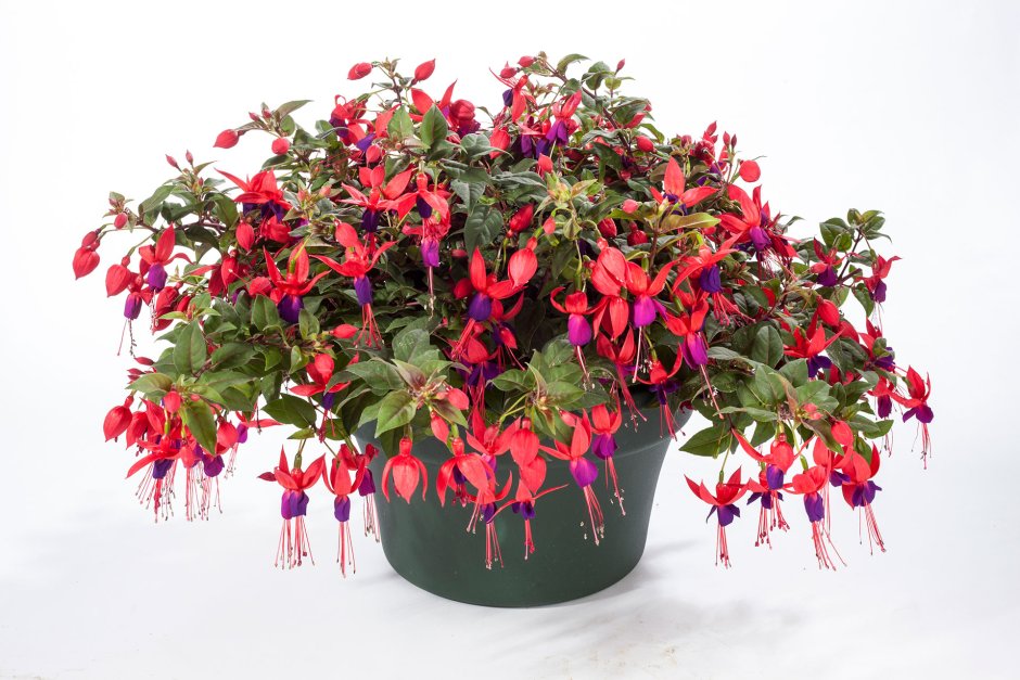 Ампельное комнатное растение с красными цветами