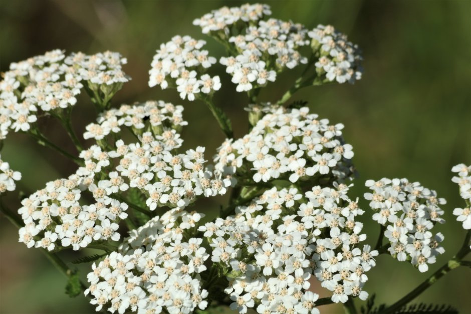 Полевое растение с белыми мелкими цветами