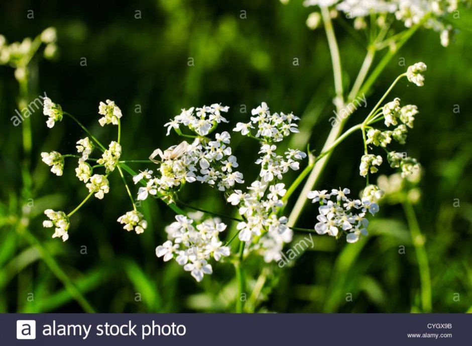 Растение с мелкими белыми цветочками полевые
