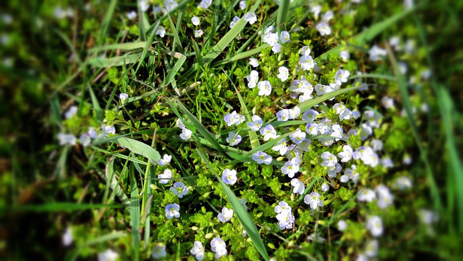 Мелкие белые цветочки полевые