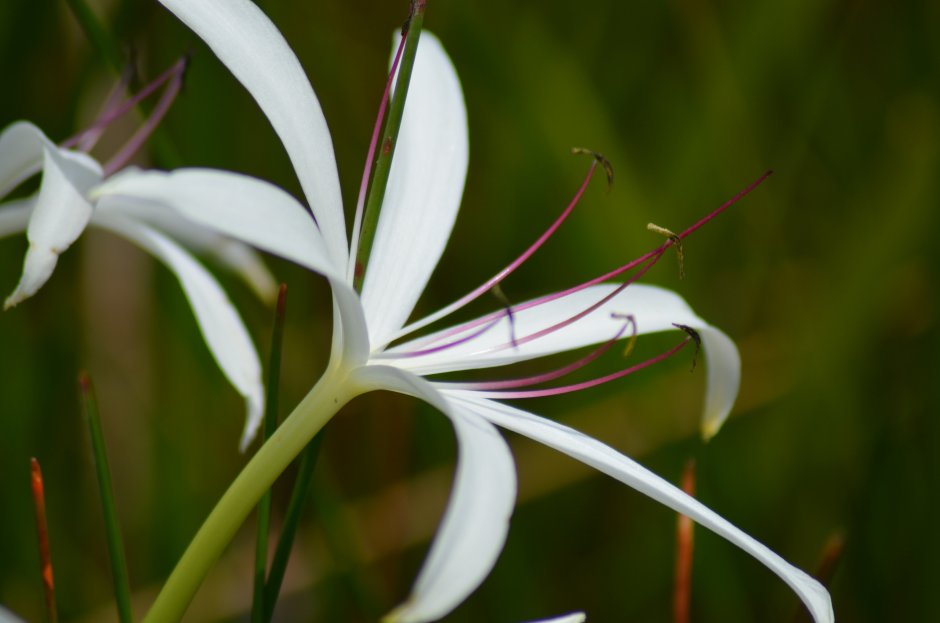 Белые цветы с длинными лепестками