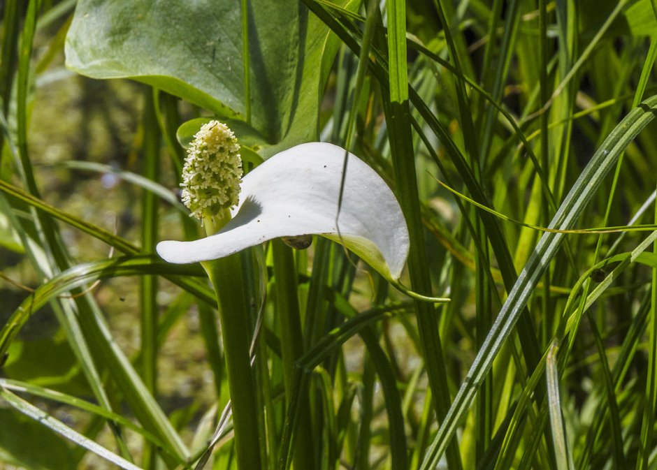 Белокрыльник болотный соцветие