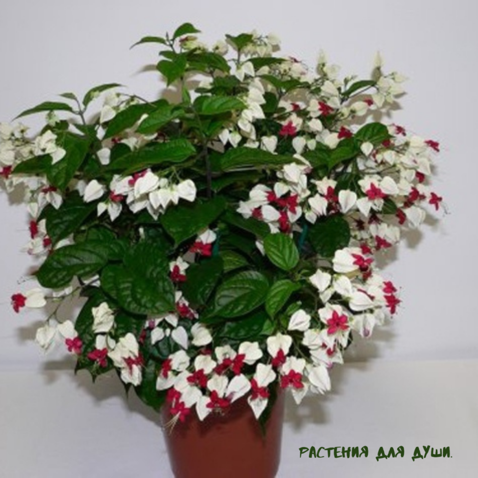 Комнатное растение с бело красными цветами