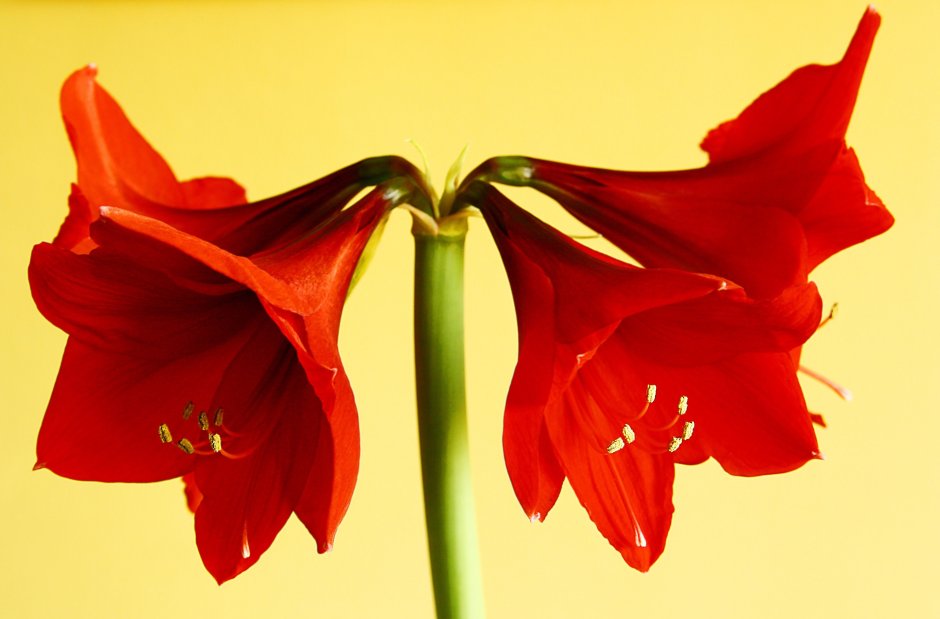 Амариллис, красный цветок, цветок