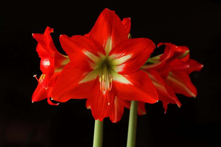 Амариллис цветок красный